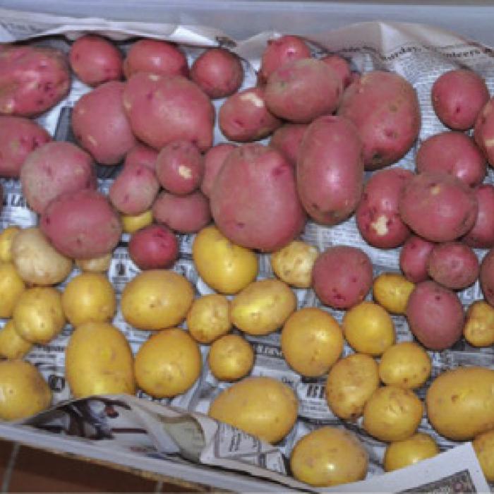 Spotlight on What Other Local Gardeners Are Doing