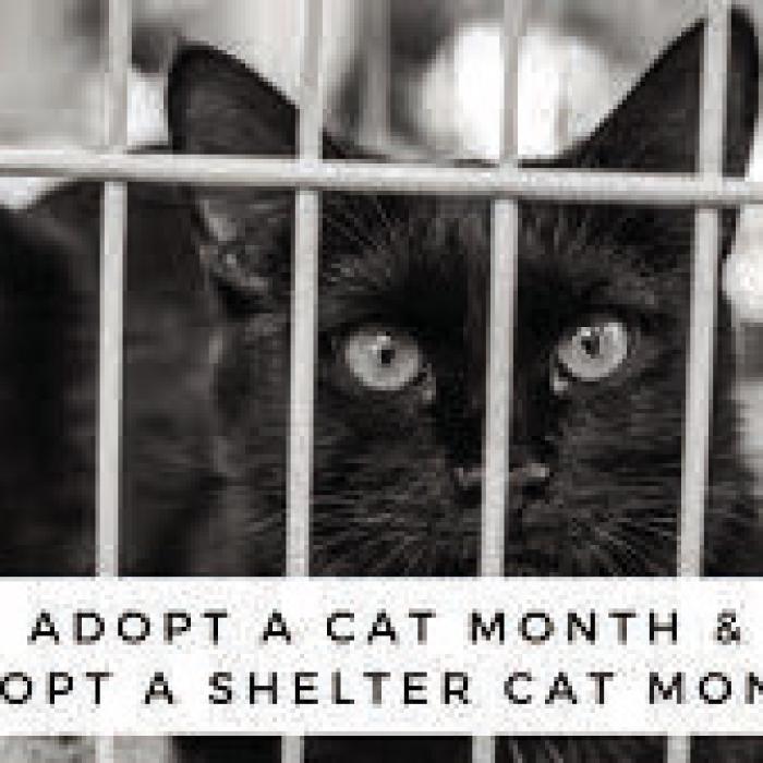 Adopt Me