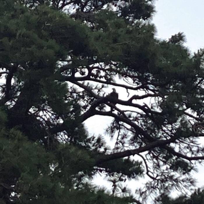 Bald Eagle Spotted Here