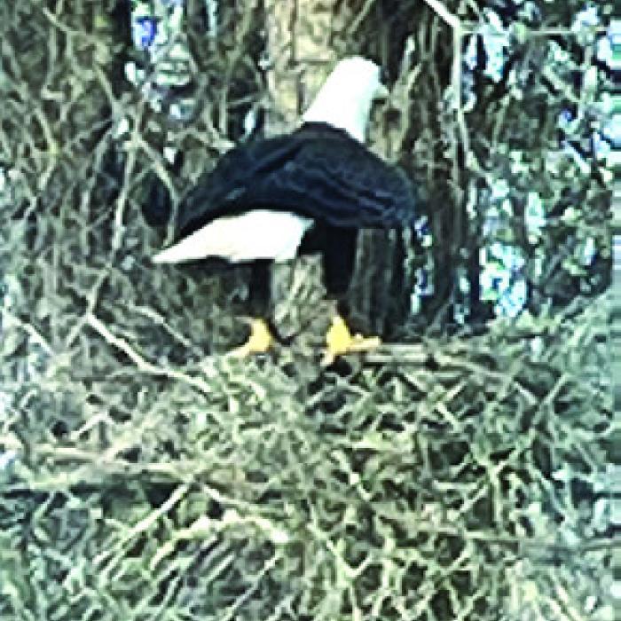Bald Eagle Sighting