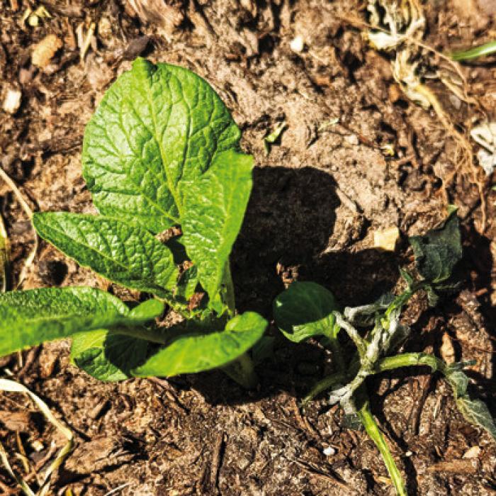 Notice the strange effects of the recent frost on one of my potato plants. This plant has two stems coming out of the same seed potato. The stem on the north side of the hill looks almost completely burned to the ground. The stem on the south side of the hill remains lush and green.
