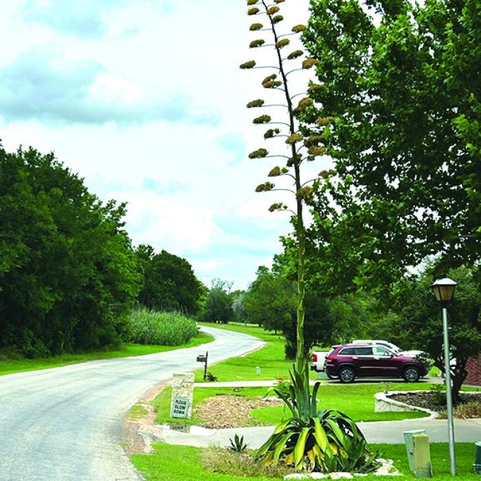 Century Plant Soars