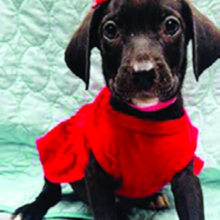 Adopt Me