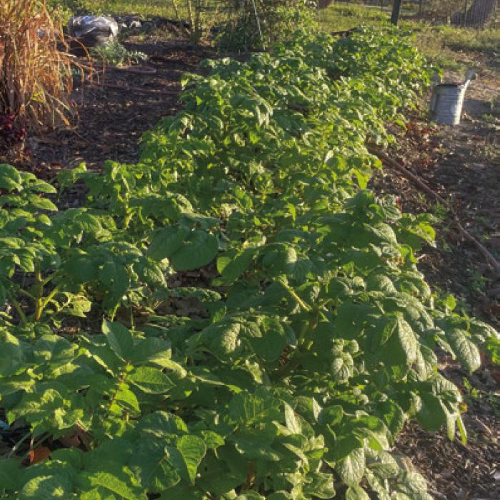 The Results of My Potato Experiment