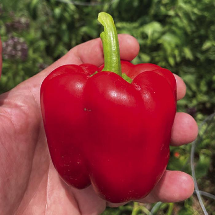 A few weeks ago I wrote about my red bell peppers rotting on the plant just as they started to ripen. For whatever reason, that problem has disappeared. My five plants are now loaded with red bells. Photos by Andy Behlen
