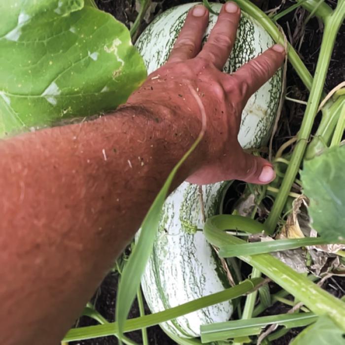 The bulbs on some of my green stripe Cushaw squash are almost the size of a basketball right now.