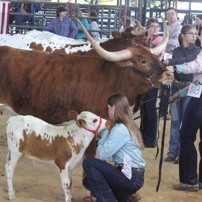Best Little Longhorn Show in Texas Held Here