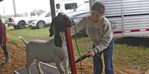 Emma Baird of Round Top puts the finishing touches on her goat Benito before Friday’s show. Photos by Jeff Wick