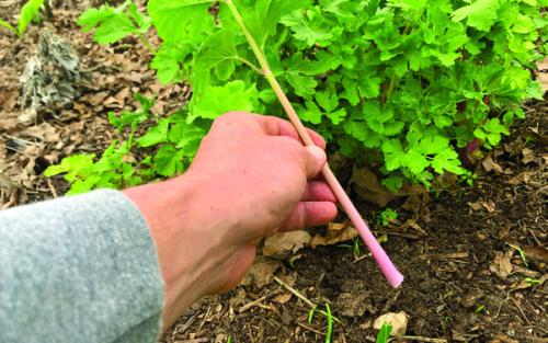 Celery-brate This Overlooked Garden Gem