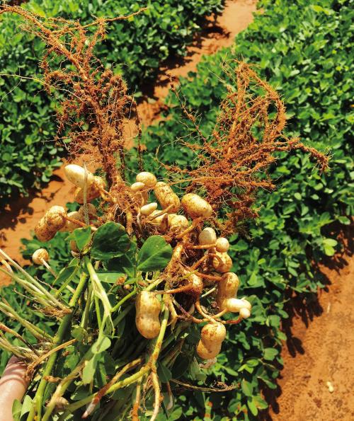 Peanuts are legumes like beans and peas, but they grow pods below ground instead of above ground. Photo by Texas A&amp;M AgriLife Research