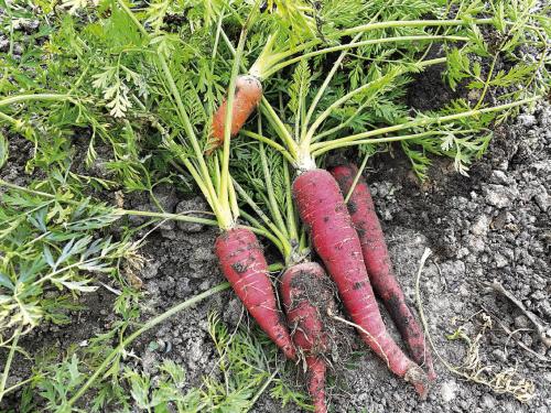 Some “Kyoto Red” carrots harvested from our garden earlier this year. Photo by Andy Behlen