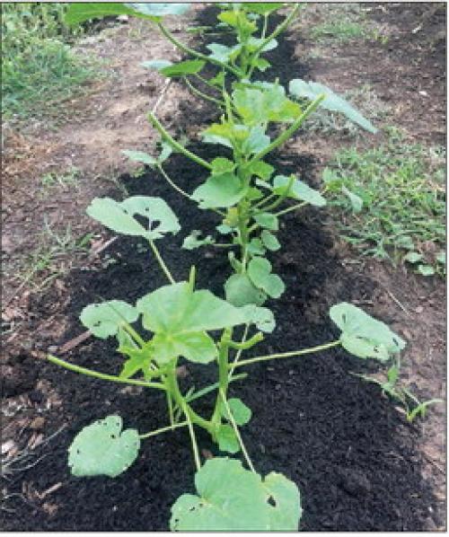 The deer in Cozy Corner seem to have a taste for okra. Strangely, they didn’t even touch the patch of sweet corn growing just a few feet away.