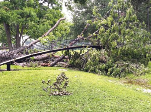 Pictured is a very large tree that fell and hit the walking bridge in Carmine City Park on May 16. The park is currently closed until it can be cleaned up. There were also many other trees and limbs that fell in town.