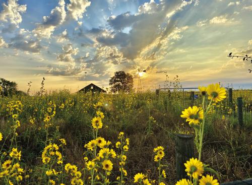 Dave Oldham captured this photo of the sunrise and the just a gloriously yellow wildflowers along Highway 77, between Knape Rd. and Radhost School Rd. Photo by Dave Oldham