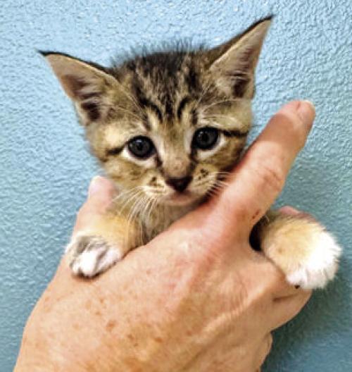 This kitten’s name is Baby Ruth
