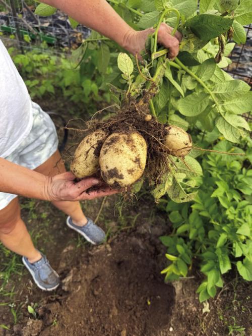 In more positive news from my garden, Janessa and I harvested a bumper crop of potatoes last weekend.