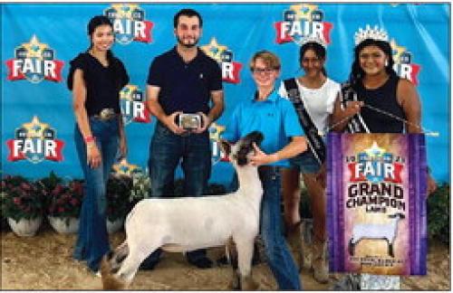 Fair Lamb Show