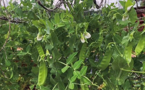 A patch of snow peas that I grew last year.