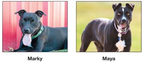 Adopt Me