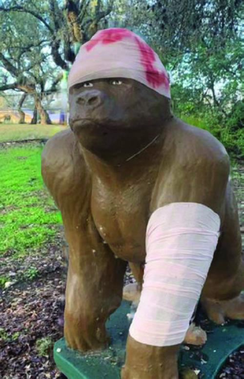Bluff Gorilla On the Mend
