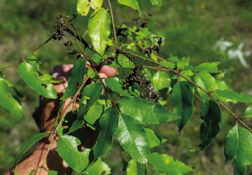 I found some seed pods attached to the branches of a prickly ash this week at my parents’ property in central Fayette County. But the pods appeared old and dark, perhaps from last year. Photos by Andy Behlen