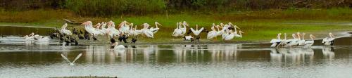 Pelicans Visit La Grange in Marshes Along Highway 71