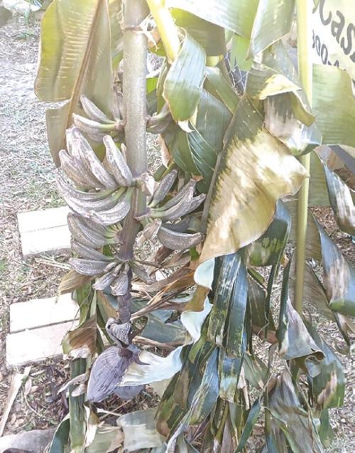Bananas Split in the Cold Weather