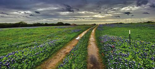 Bluebonnet Beauty