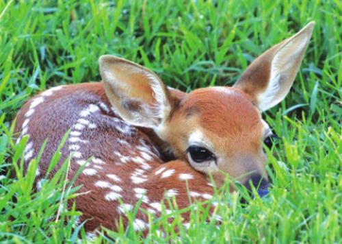 Leave Those Fawns Alone