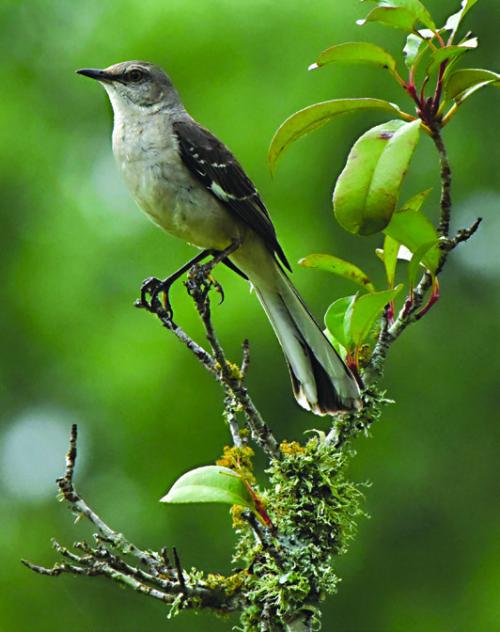 Song Bird by Jerry Brown.