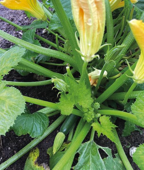 The first fruits on our zucchini plants appeared this week.
