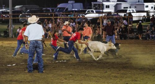 Local students got a chance to catch a calf for $1,200 to go toward an FFA or 4-H project during the first annual Fayette County Calf Scramble. The event took place Friday and Saturday night during the Schulenburg Festival Rodeo.