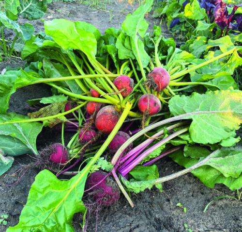 A harvest of beets from Andy Behlen’s garden a few years ago.