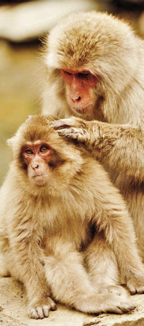 A Japanese Snow Monkey grooms her young. Photo by Adam Goldman/Wikimedia Commons