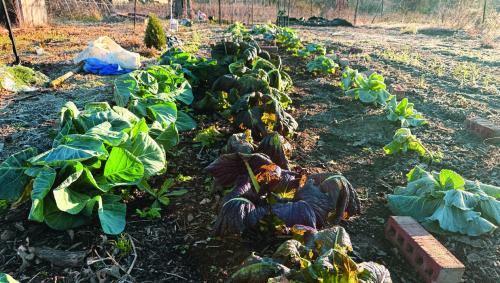 I had enough blankets to cover the two rows on the left, which are filled with collard greens and mustard greens. They’re a little misshapen from the weight of the ice on the blankets, but they appear to be healthy.