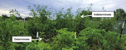 To Prune or Not to Prune? That is the Question