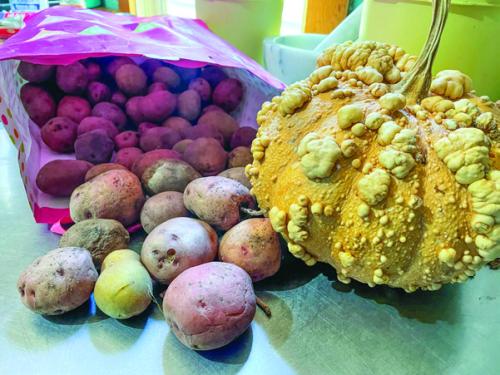 My wife Janessa recently acquired some seed potatoes from a fellow gardener, which we plant to plant sometime in the next month. The warty pumpkin is a variety I grew this year called “Musquee de Maroc.”
