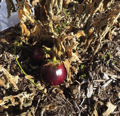 Cold Snap Does a Number on the Garden