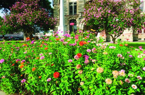 Zealous Zinnias