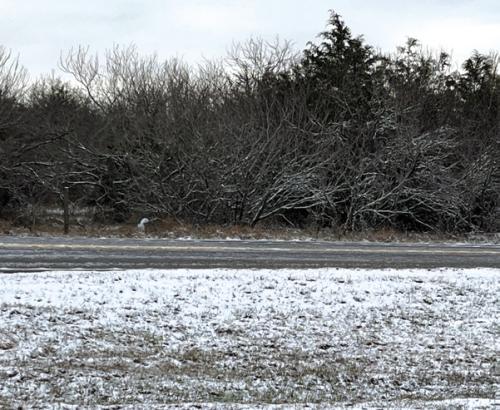 Snow in Muldoon.
