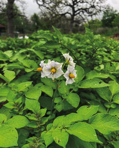 The Adirondack Blue potatoes I planted back in early February started to bloom in the past week. Photo by Andy Behlen