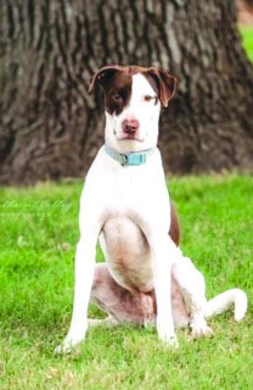 Adopt Me