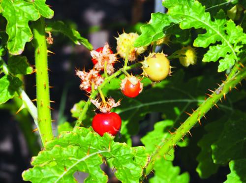 The Litchi tomato ( Solanum sisymbriifolium) is a thorny plant related to regular tomatoes. The fruits are said to taste like a sweet and sour cherry with a hint of tomato flavor. I’m going to try growing it this spring. Photo from Wikimedia Commons