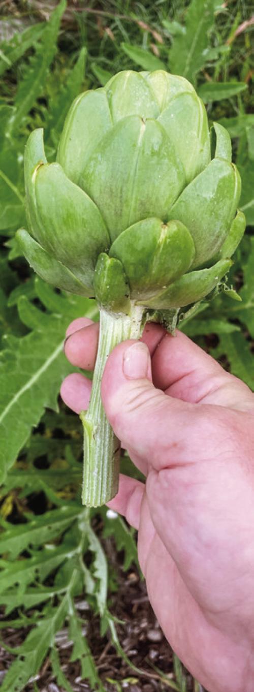 I harvested and ate the first artichoke out of my garden this week. Everyone should grow these plants.