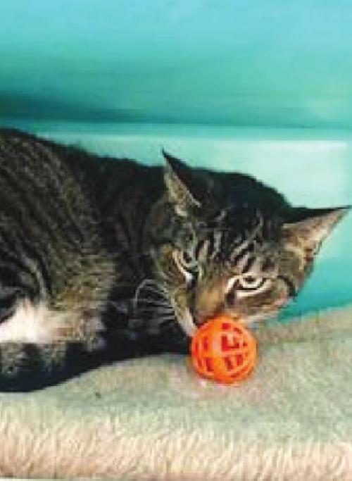 FAYETTE COUNTY ADOPTABLE