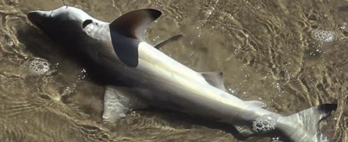 The black-tip shark caught by Andy Behlen.