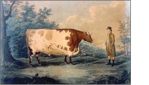 Where Have All the Shorthorns Gone?