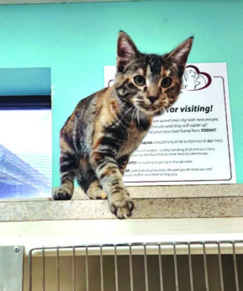 County Animal Shelter In Need of Help Amidst Rising Intakes
