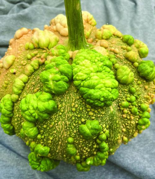 This year I grew a variety of warty winter squash called “Musquee De Maroc.” I can’t wait to find out how it tastes.