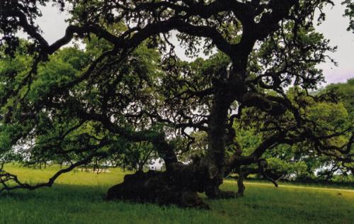 A reader from Ammannsville shared with me this photo of a live oak tree on his property. The gentleman said he believes the tree fell down during the great hurricane of 1900. It survived and has been growing on its side ever since.